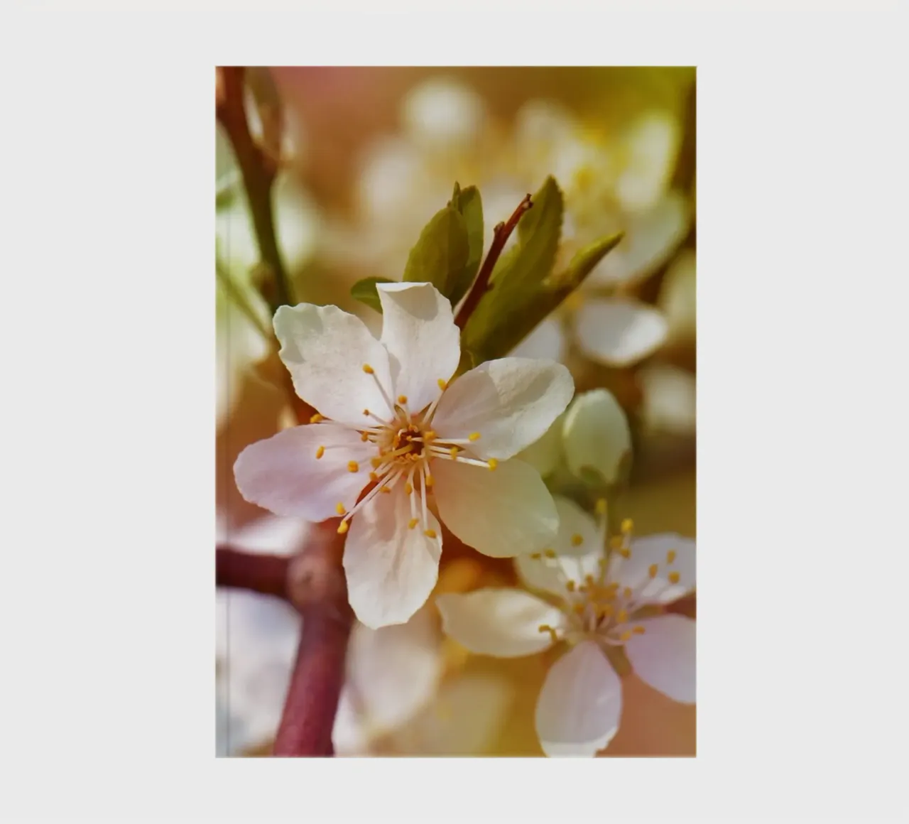 spring notebook by Atteloi Fotografie