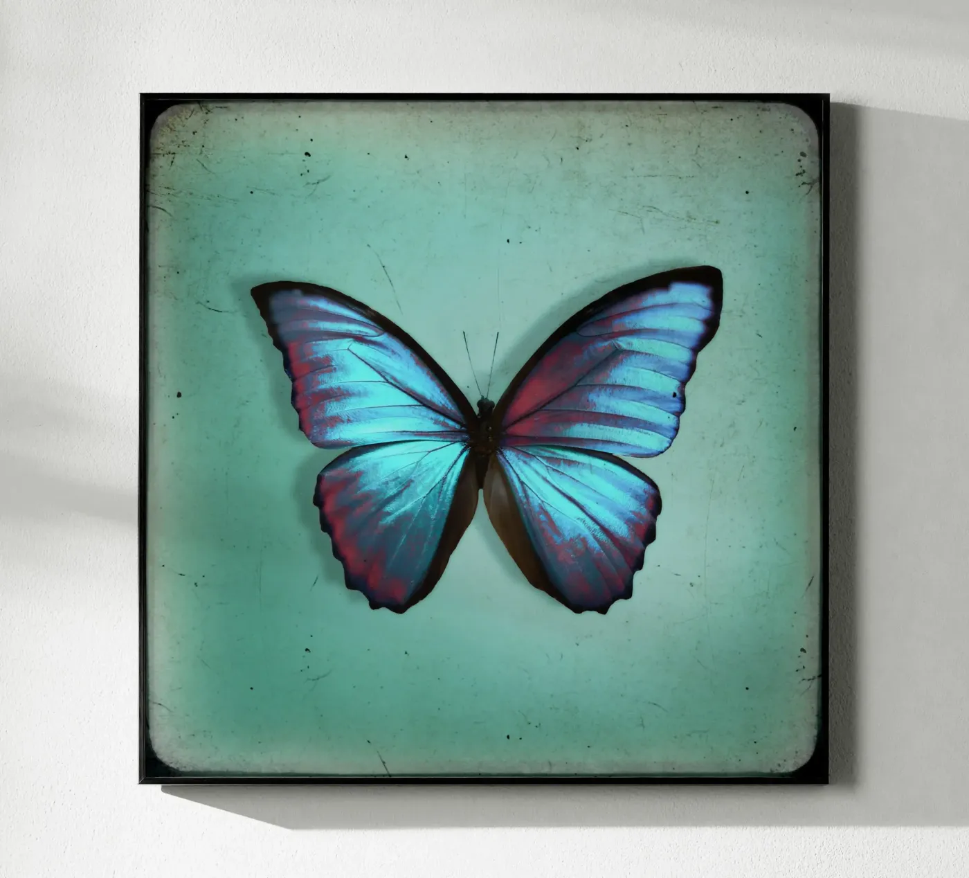 Farfalla plexiglass da Eva Nev Photography
