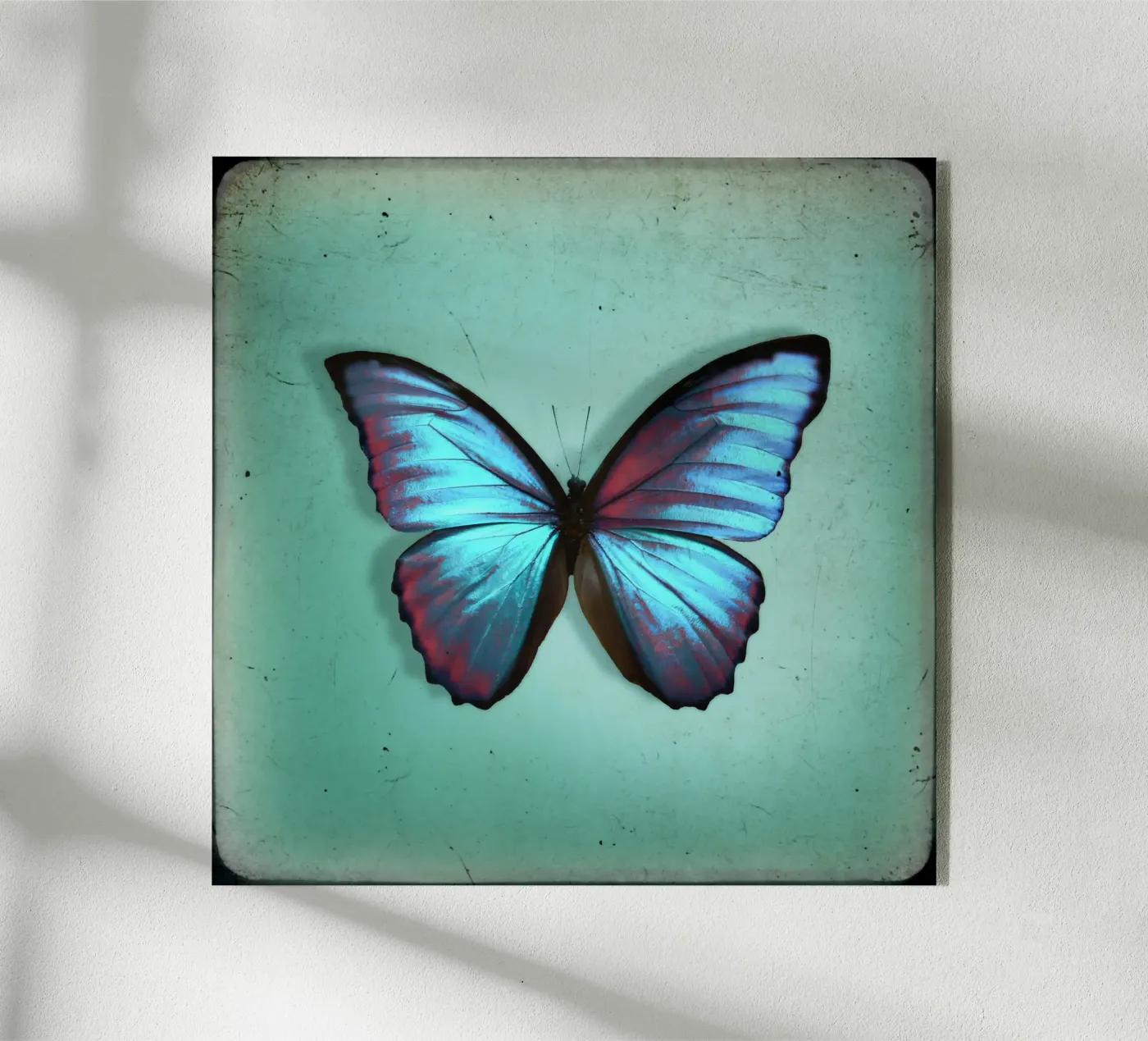 Butterfly acryl van Eva Nev Photography