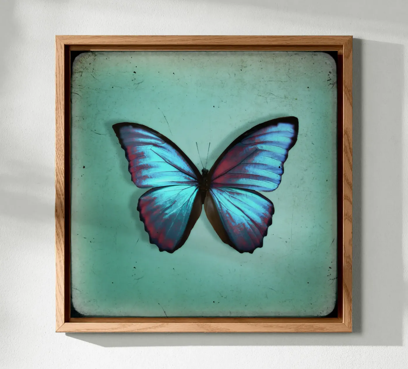 Farfalla pannello forex da Eva Nev Photography