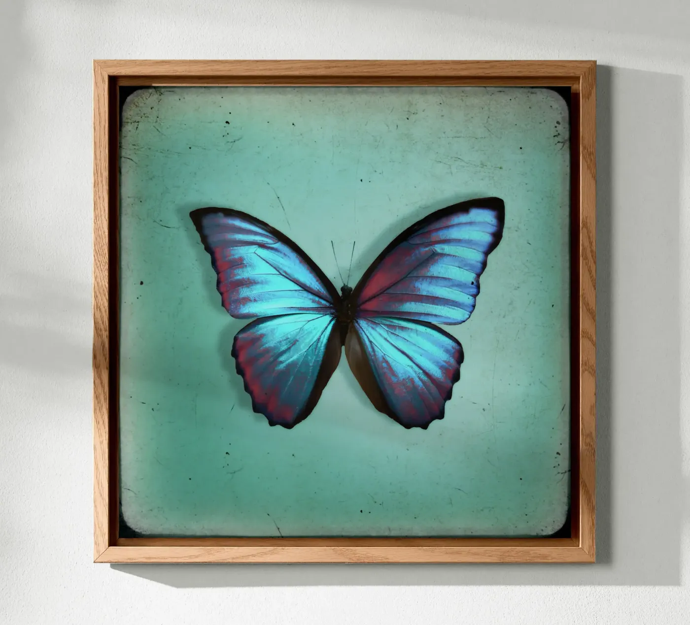 Vlinder aluminium-dibond van Eva Nev Photography