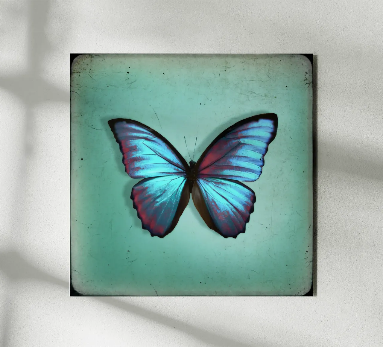 Farfalla alluminio dibond da Eva Nev Photography