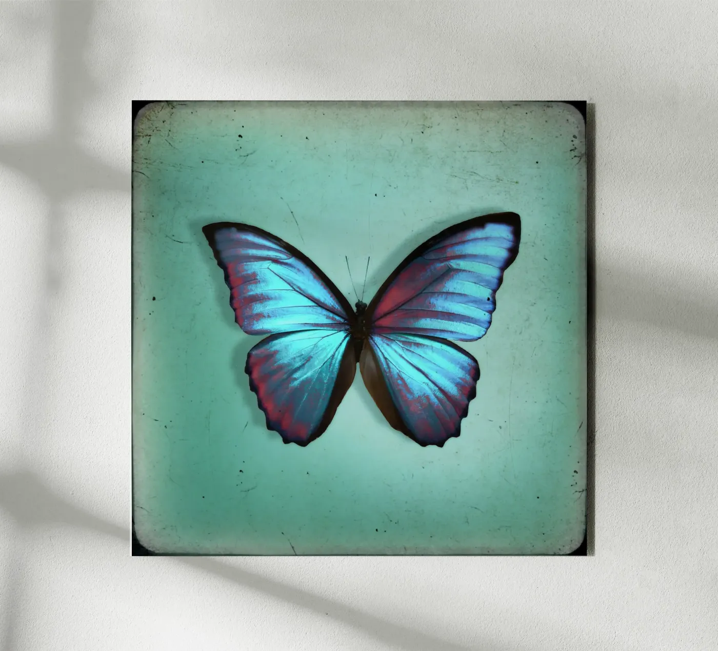 Vlinder aluminium-dibond van Eva Nev Photography