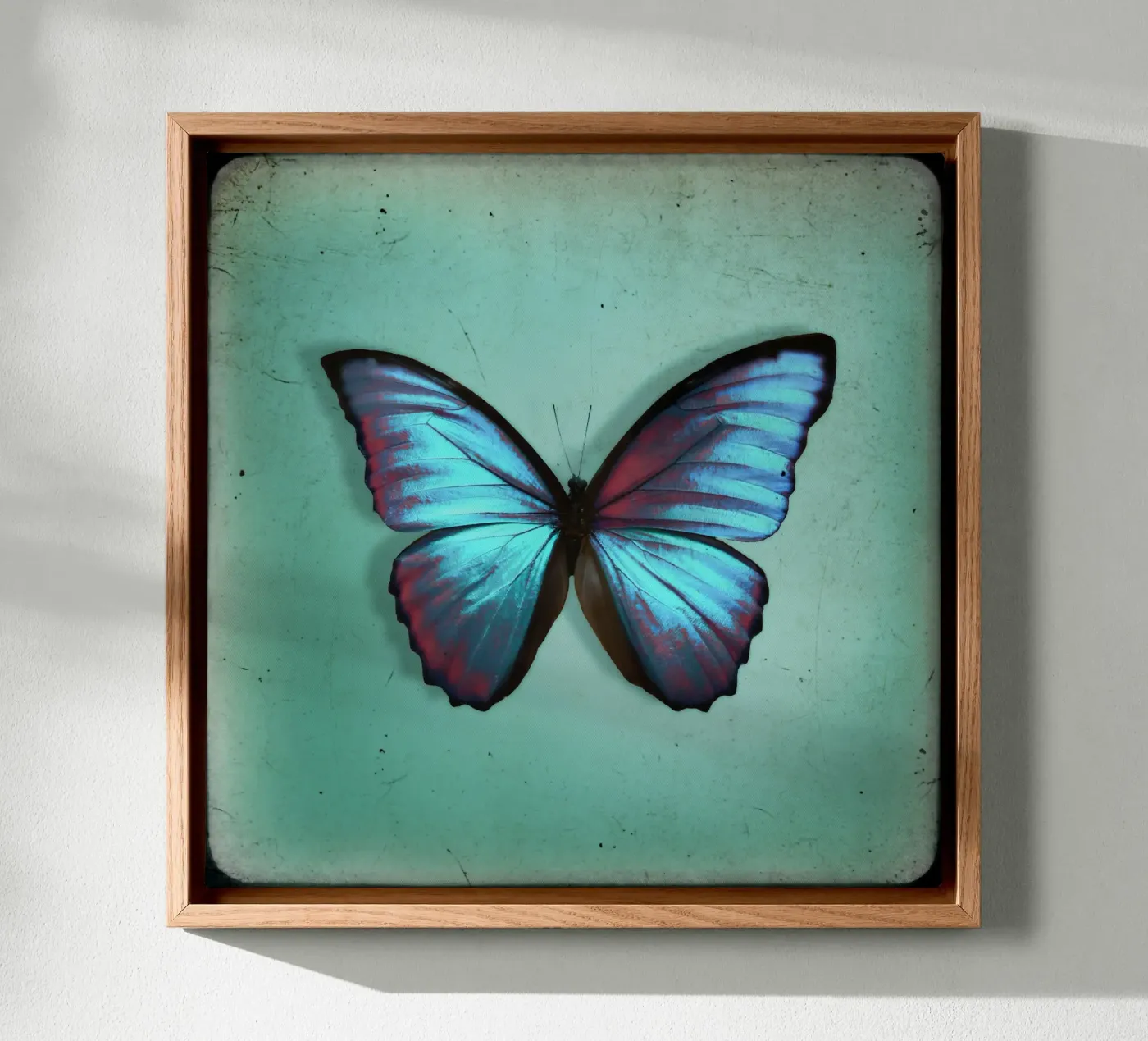Butterfly canvas van Eva Nev Photography