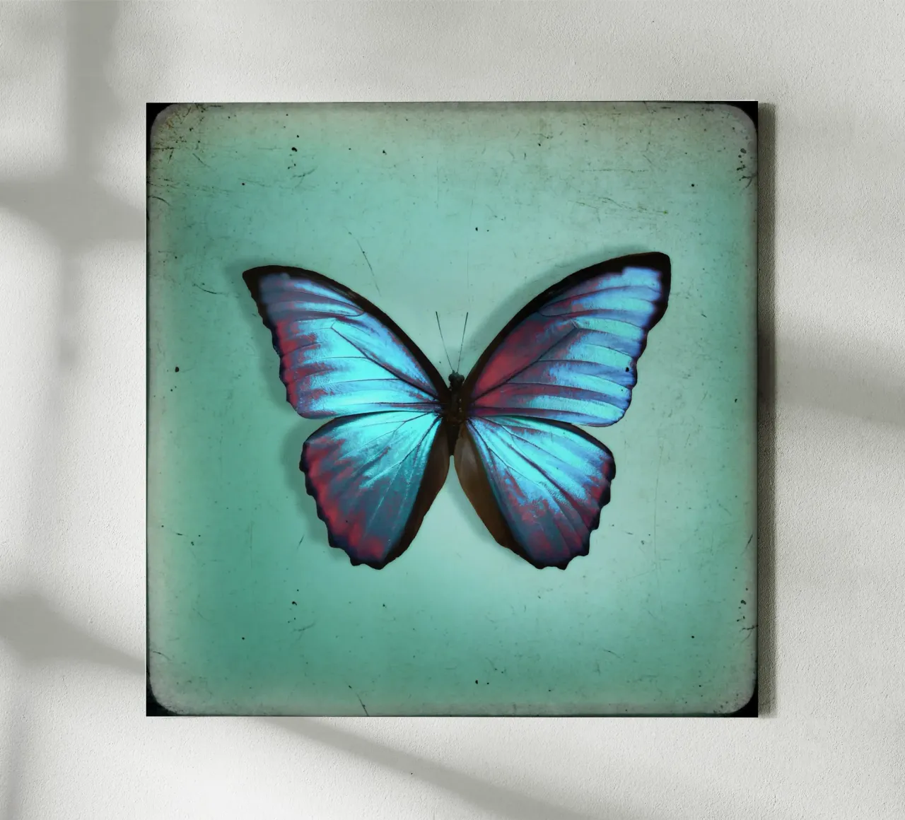 Farfalla tela da Eva Nev Photography