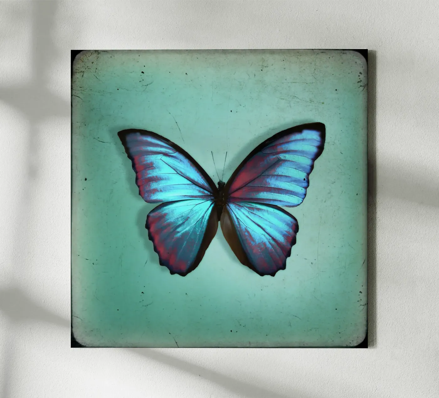 Butterfly canvas van Eva Nev Photography