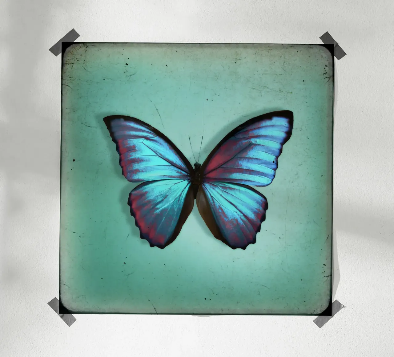 Butterfly poster da Eva Nev Photography