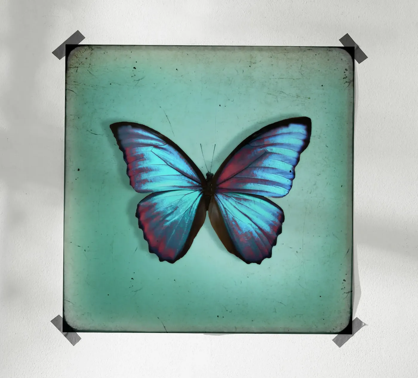 Butterfly poster de Eva Nev Photography