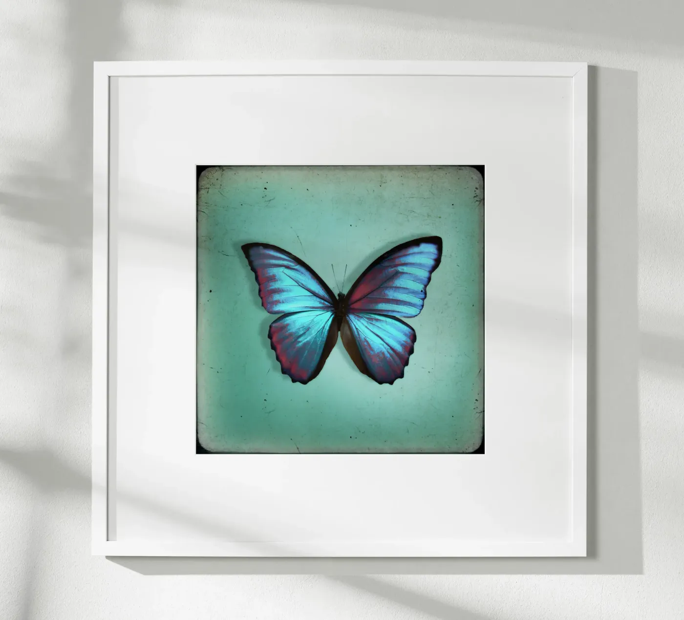 Butterfly poster de Eva Nev Photography