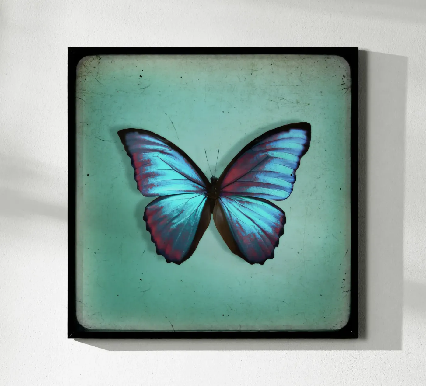 Butterfly poster de Eva Nev Photography