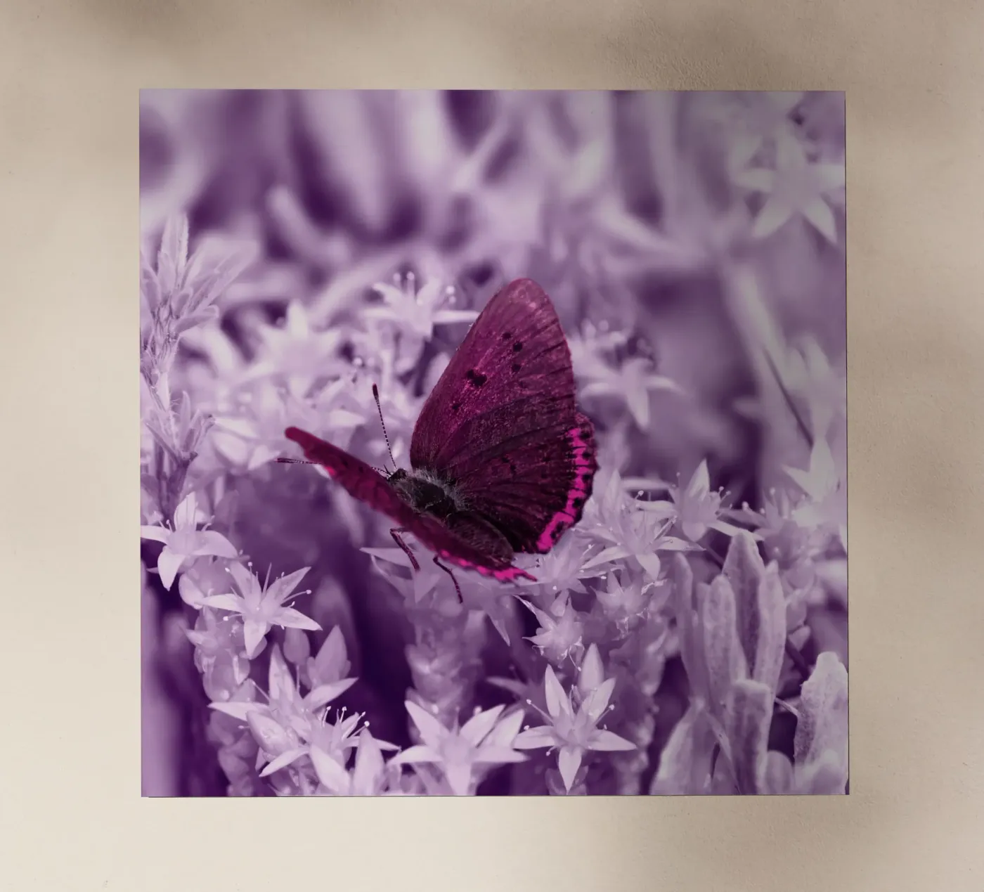 papillon film rétro-éclairé de Atteloi Fotografie