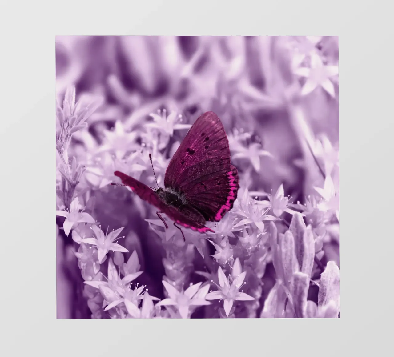 butterfly pellicola backlit da Atteloi Fotografie