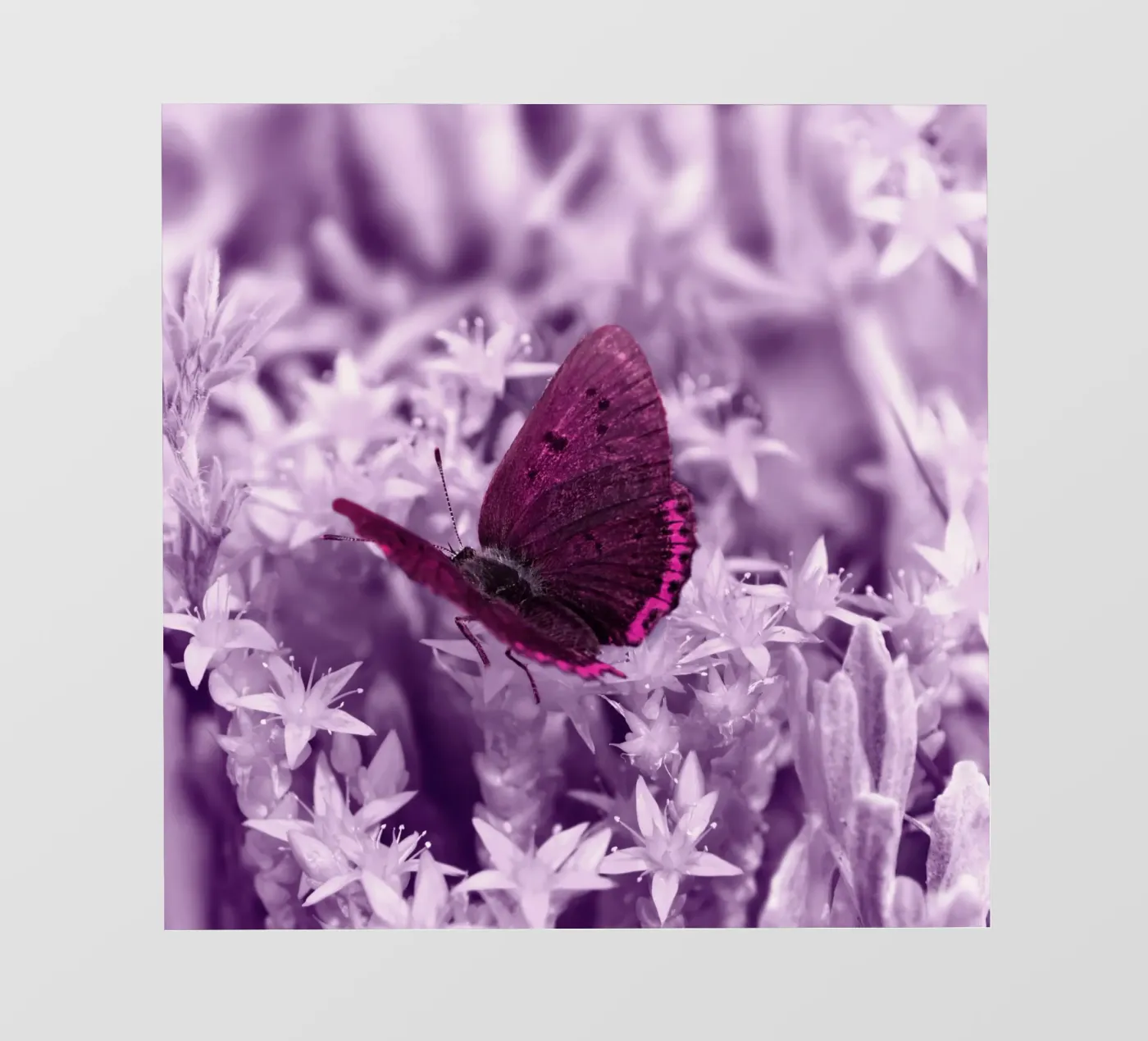 papillon film rétro-éclairé de Atteloi Fotografie