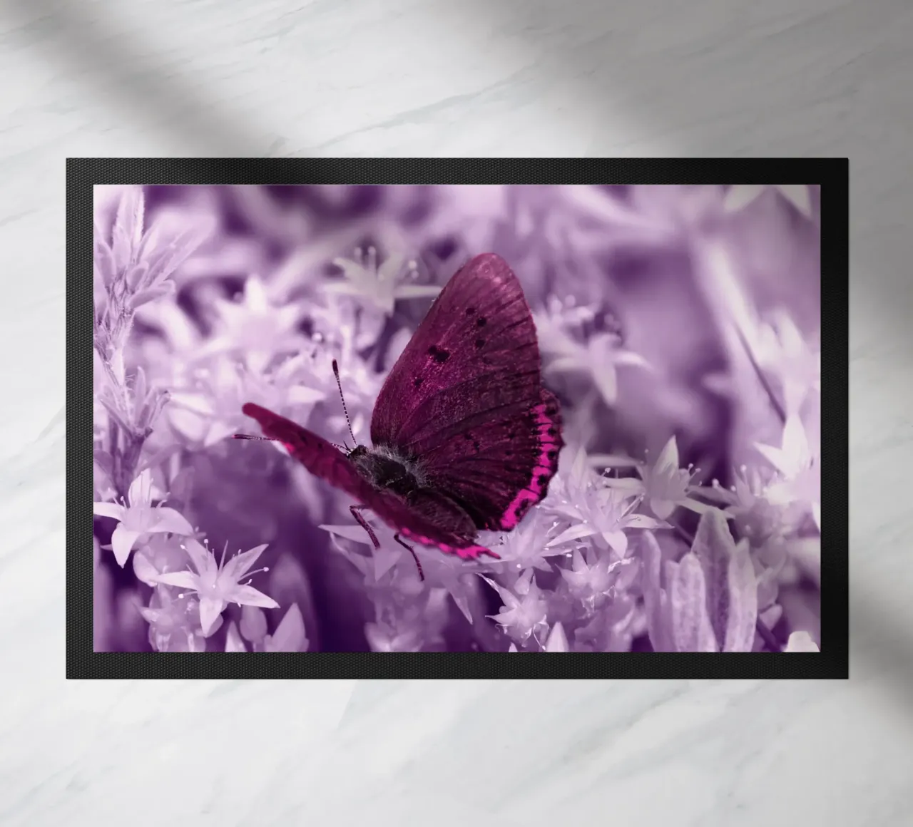 farfalla zerbino da Atteloi Fotografie