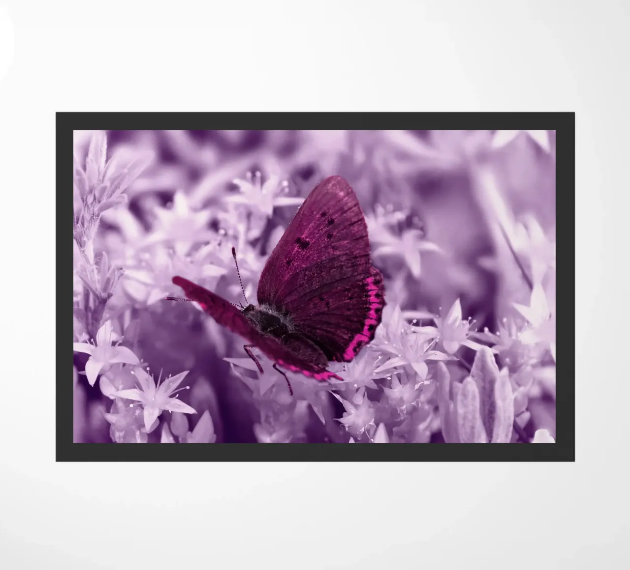 butterfly zerbino da Atteloi Fotografie