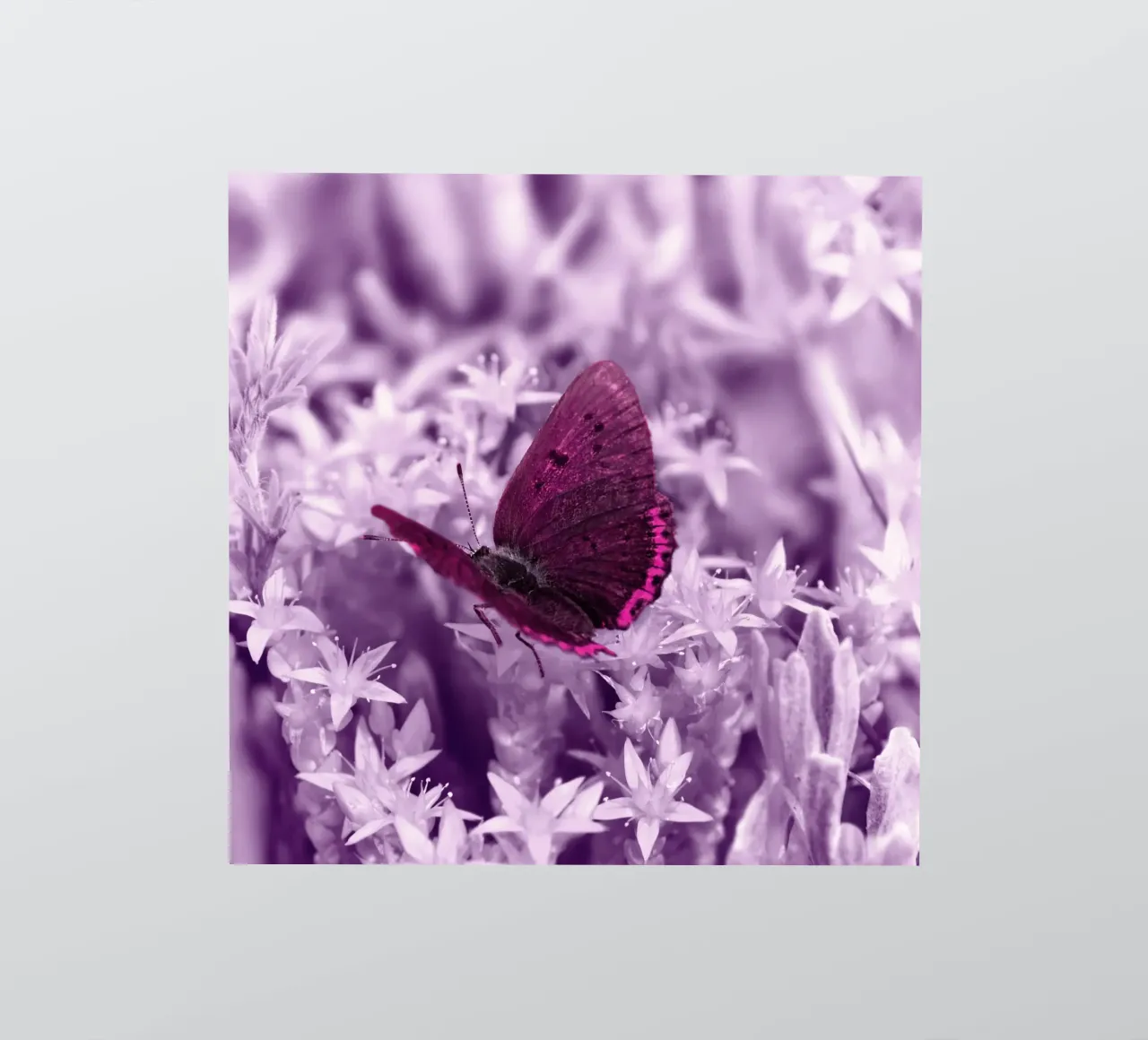 farfalla adesivo da Atteloi Fotografie