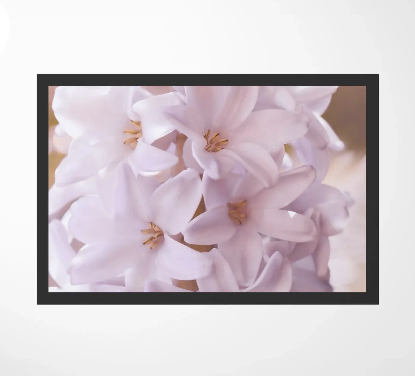 giacinto zerbino da Atteloi