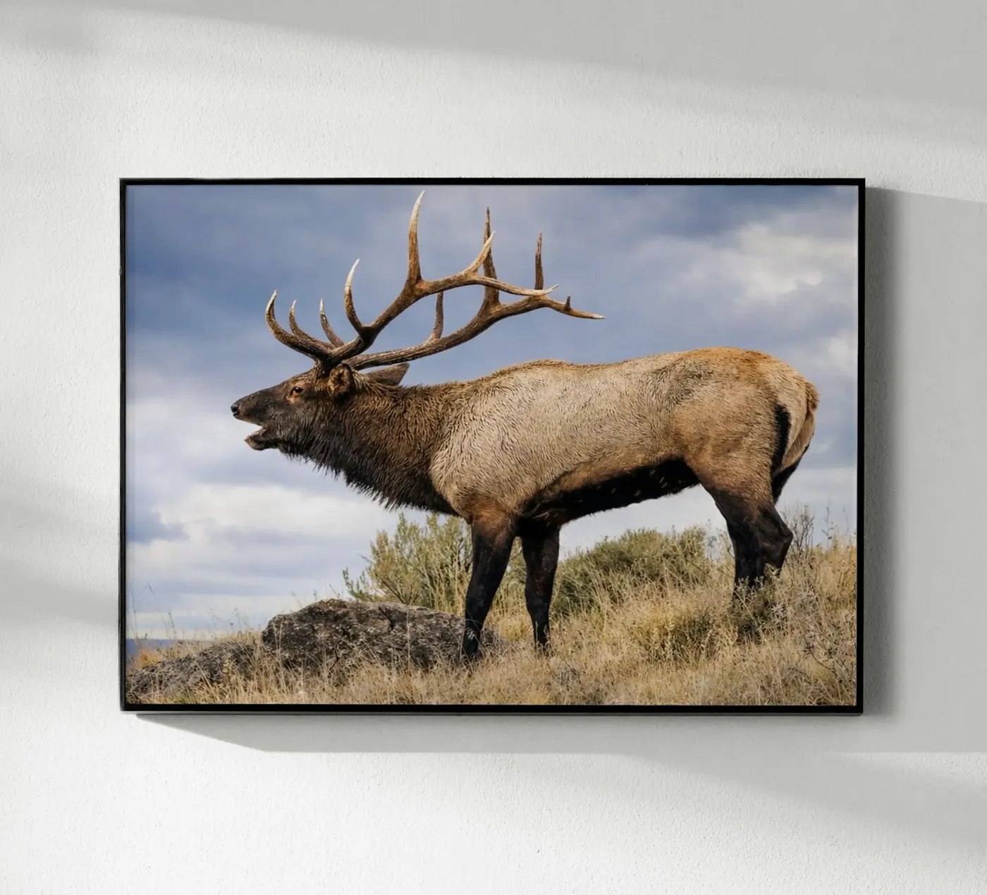 deer plexiglas de raflessia