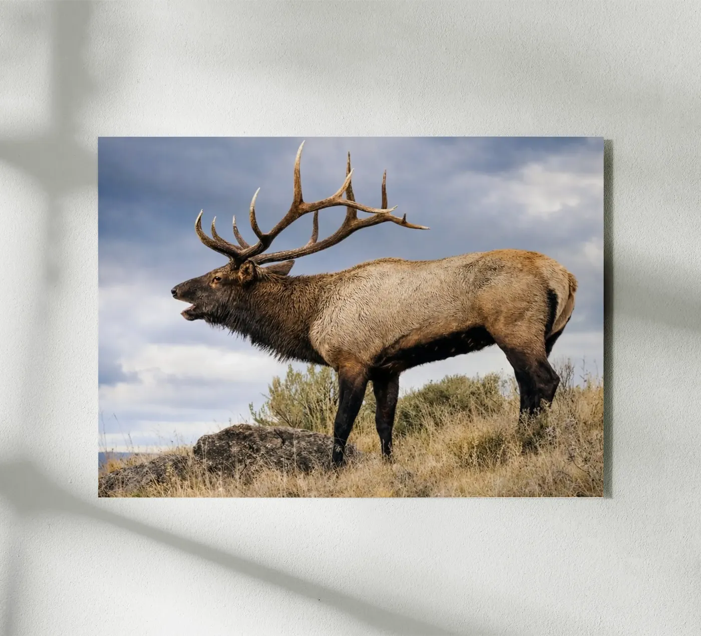 deer plexiglas de raflessia