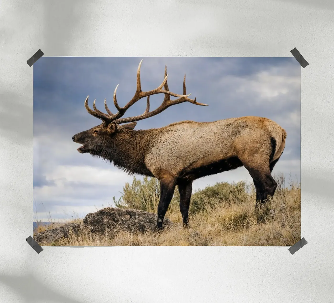 deer poster van raflessia