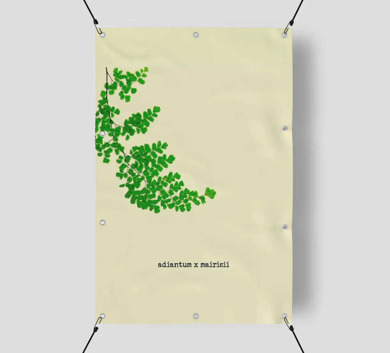 Adiantum X Mairisii telo in pvc da Ingrid Beddoes