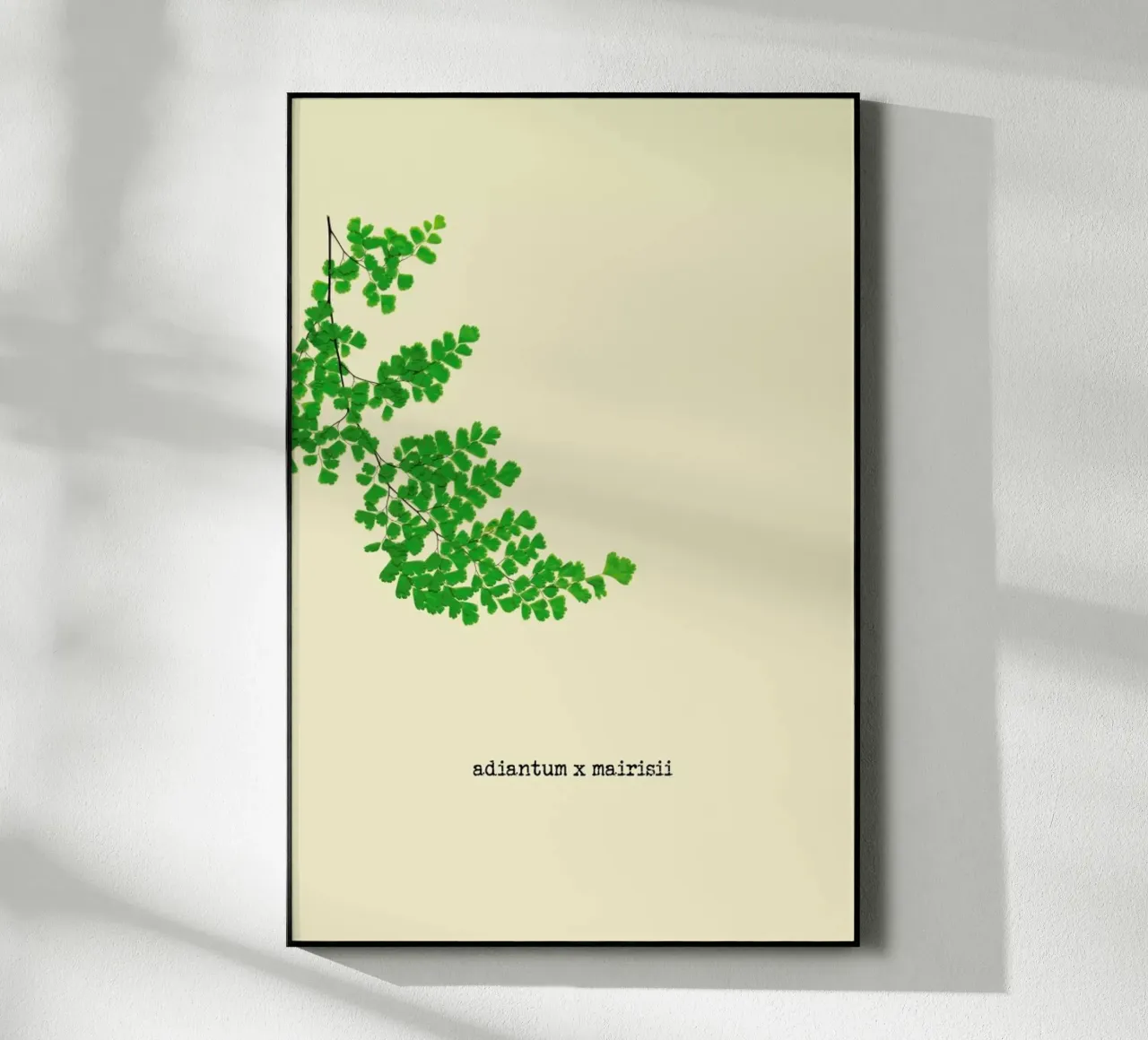 Adiantum X Mairisii plexiglass da Ingrid Beddoes