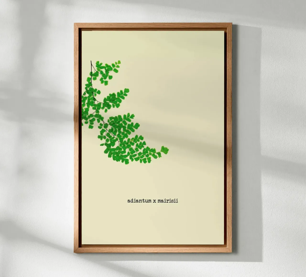 Adiantum X Mairisii alu-dibond by Ingrid Beddoes