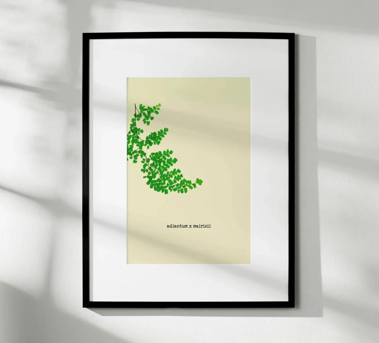 Adiantum X Mairisii poster da Ingrid Beddoes