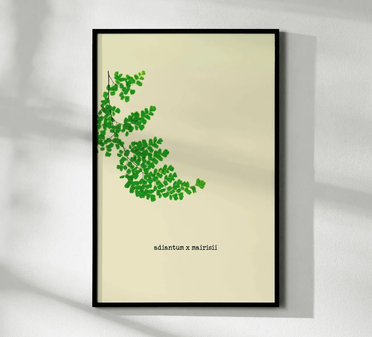 Adiantum X Mairisii poster da Ingrid Beddoes