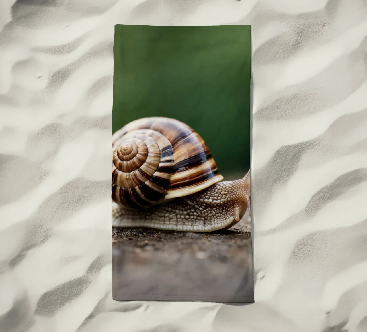 lumaca telo mare da raflessia