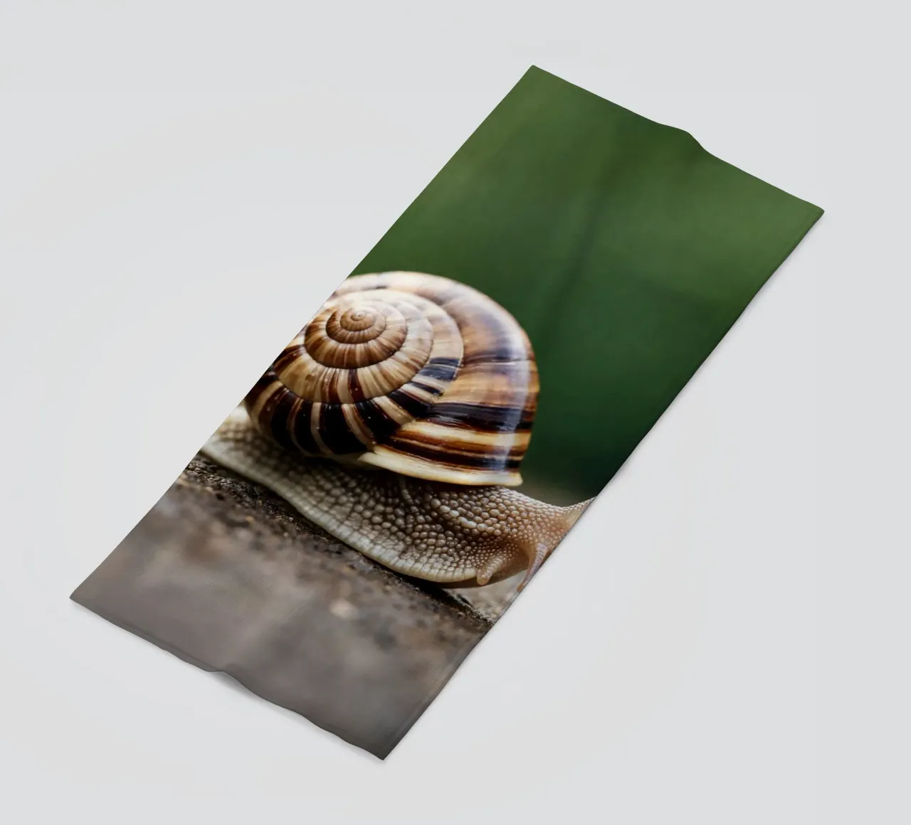 lumaca telo mare da raflessia