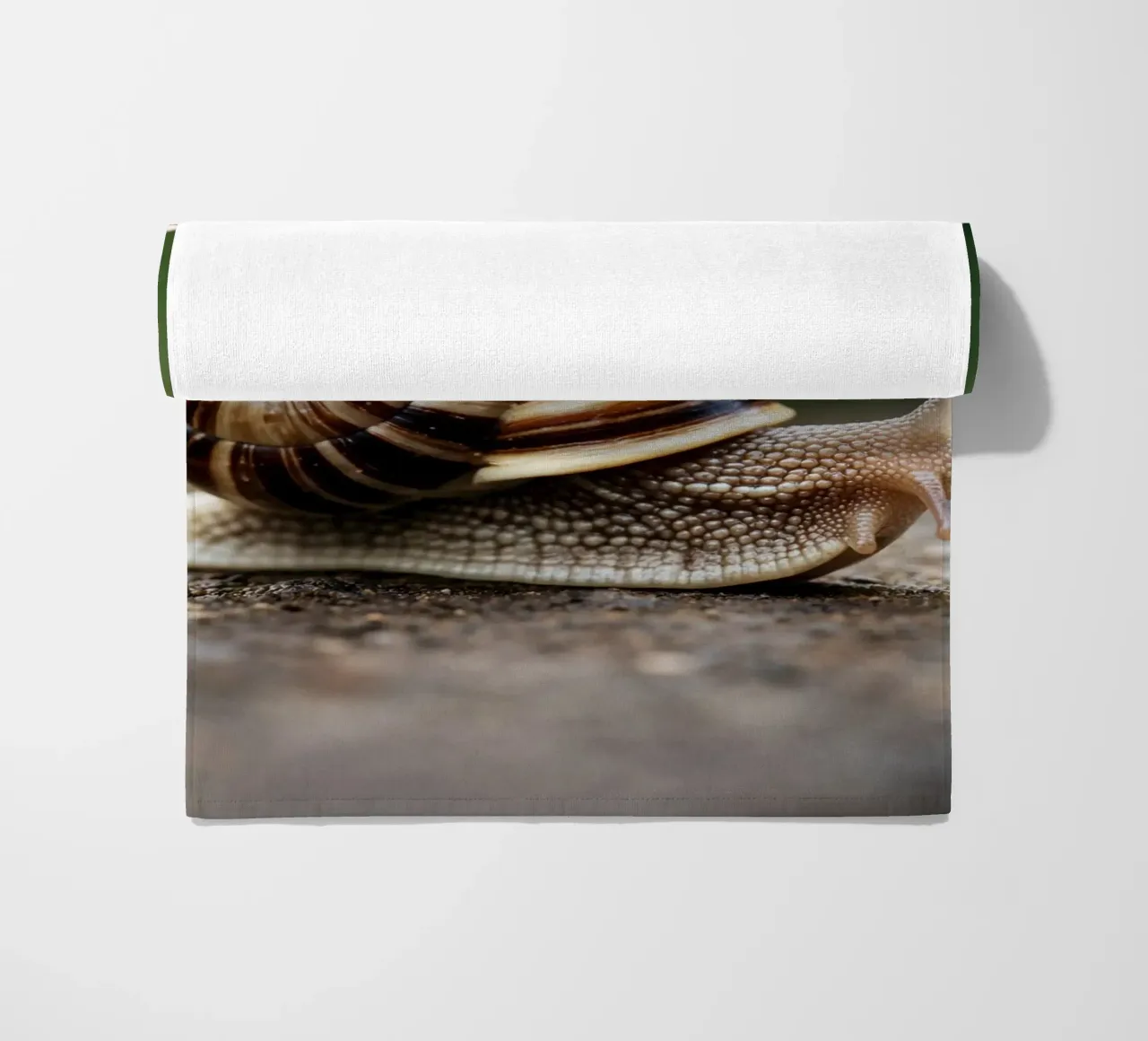 lumaca telo mare da raflessia