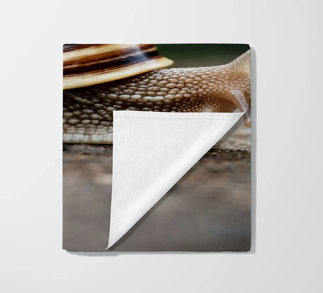 lumaca telo mare da raflessia