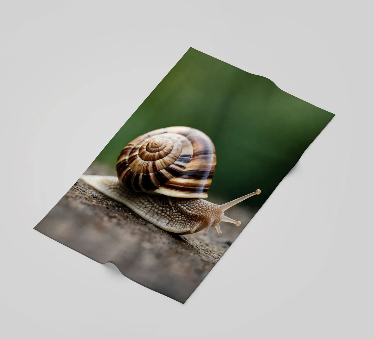 lumaca telo mare da raflessia