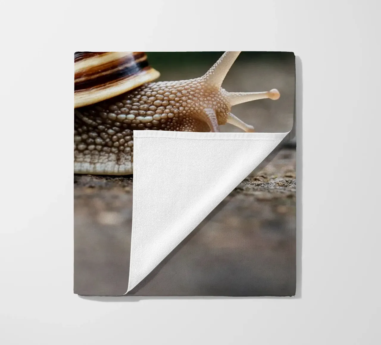 lumaca telo mare da raflessia