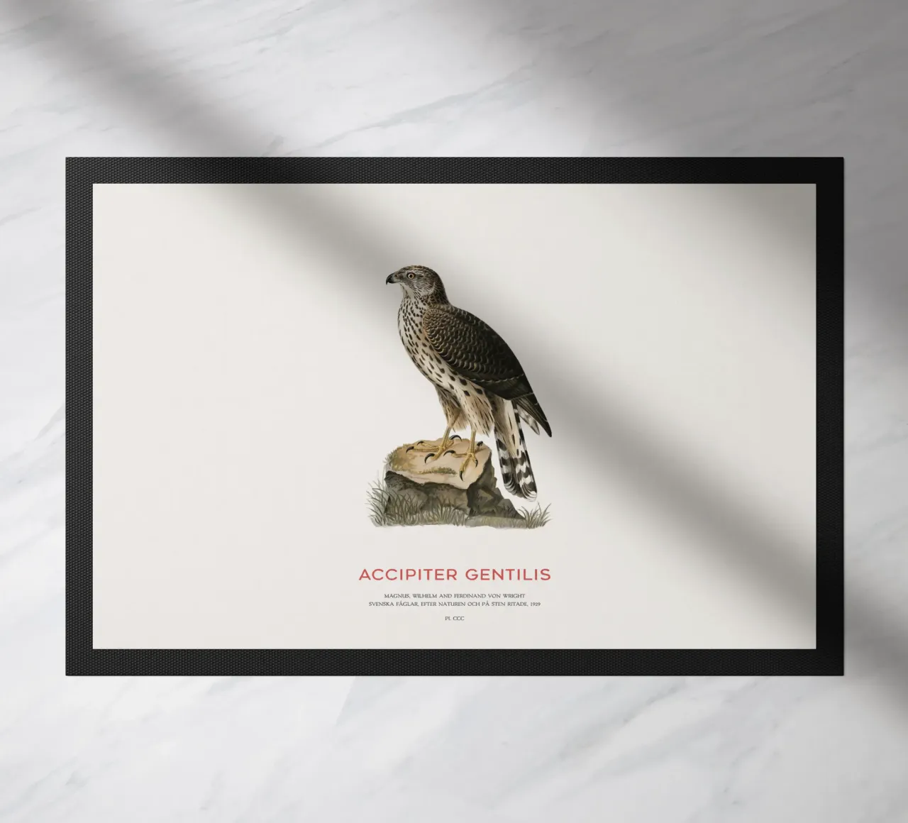 Astore settentrionale o Accipiter Gentilis zerbino da Vintagrafica
