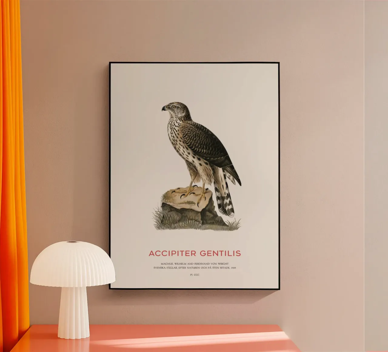 Azor común o Accipiter Gentilis metacrilato de Vintagrafica