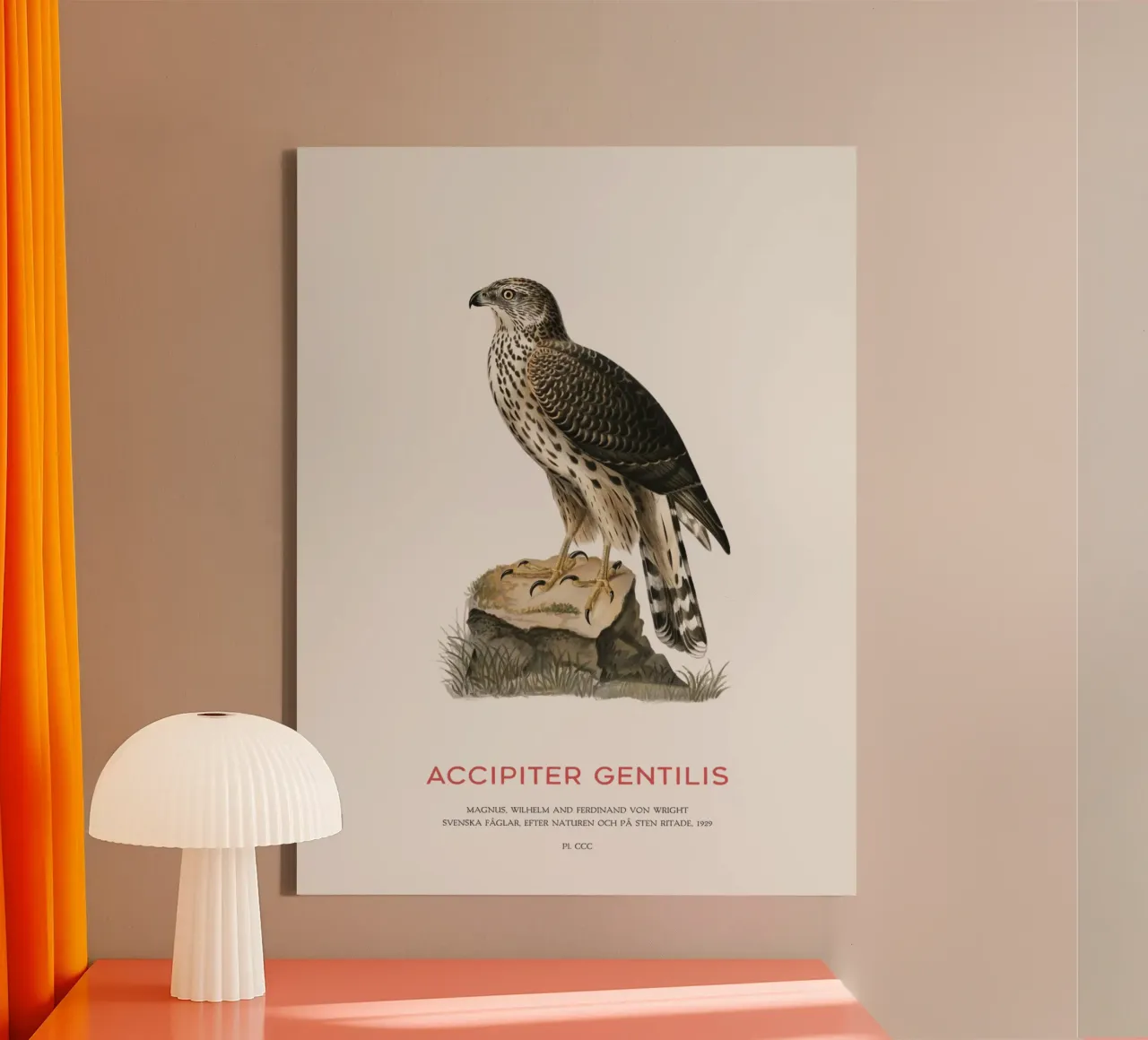 Azor común o Accipiter Gentilis lienzo con Marco flotante de Vintagrafica