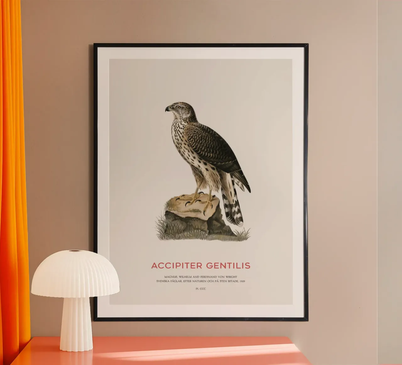 Astore settentrionale o Accipiter Gentilis poster da Vintagrafica