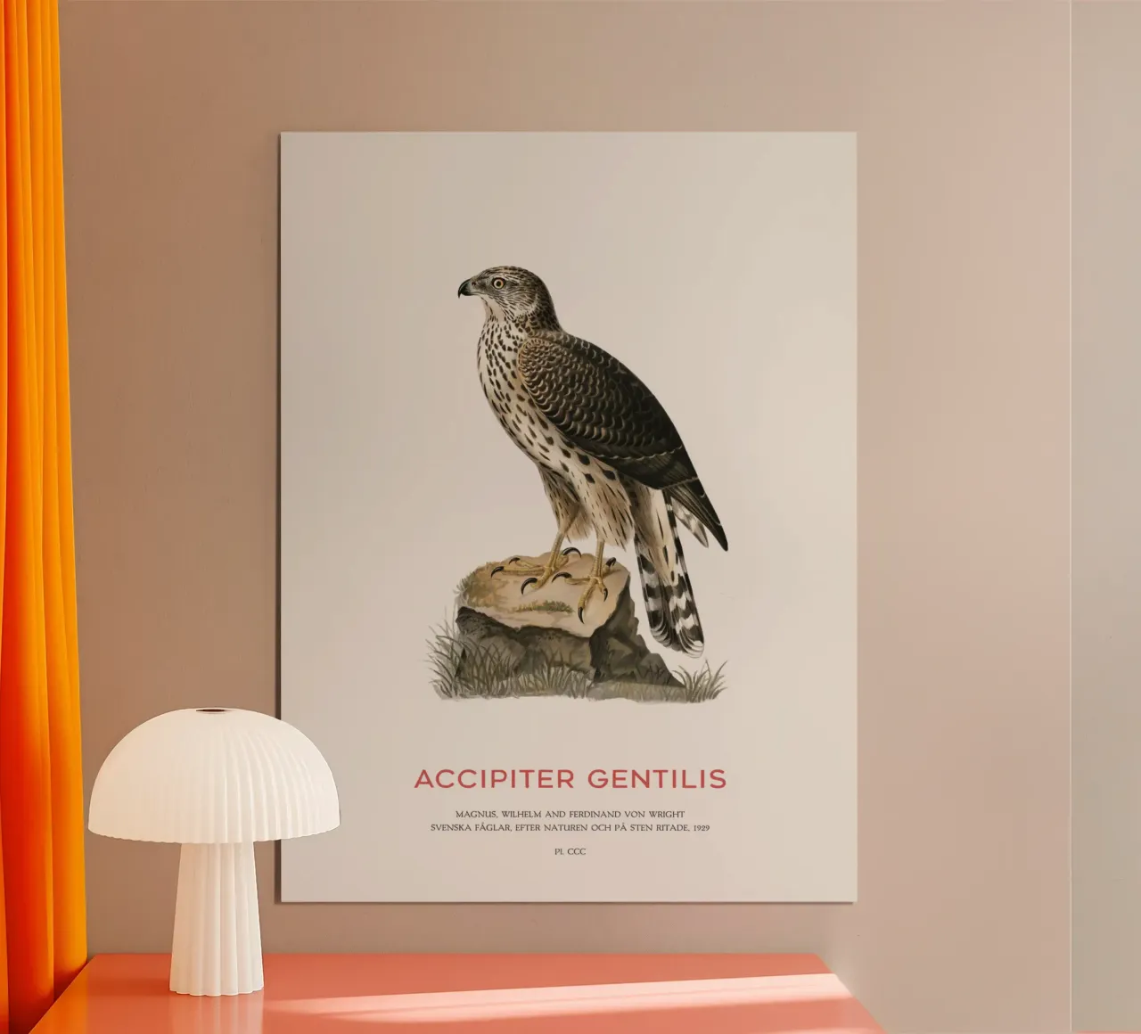 Astore settentrionale o Accipiter Gentilis poster da Vintagrafica