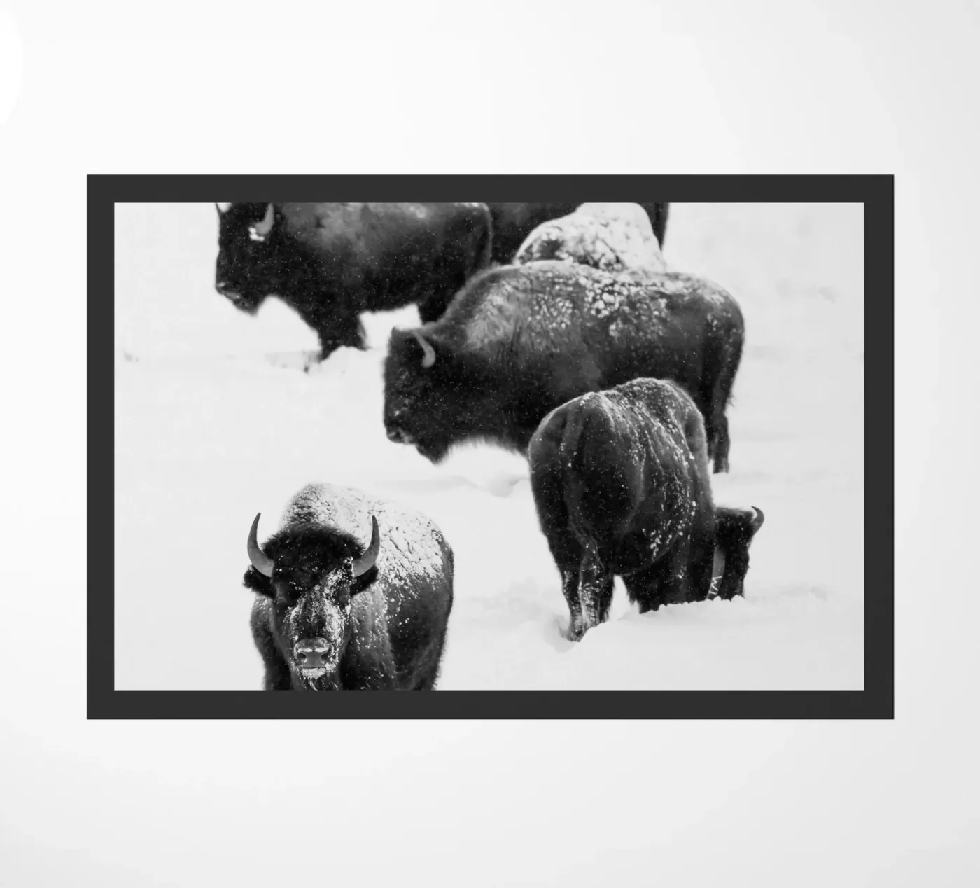 Winter Bison Herd zerbino da andreas12