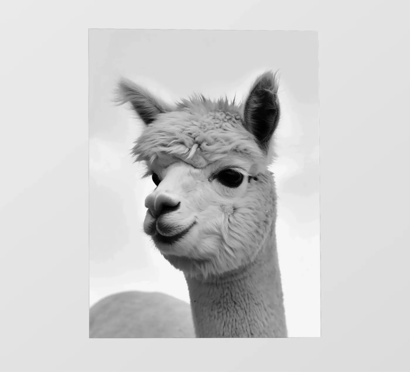 alpaca fotobehang van PERSIE