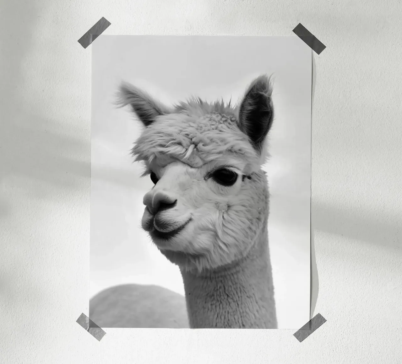 alpaca poster da PERSIE