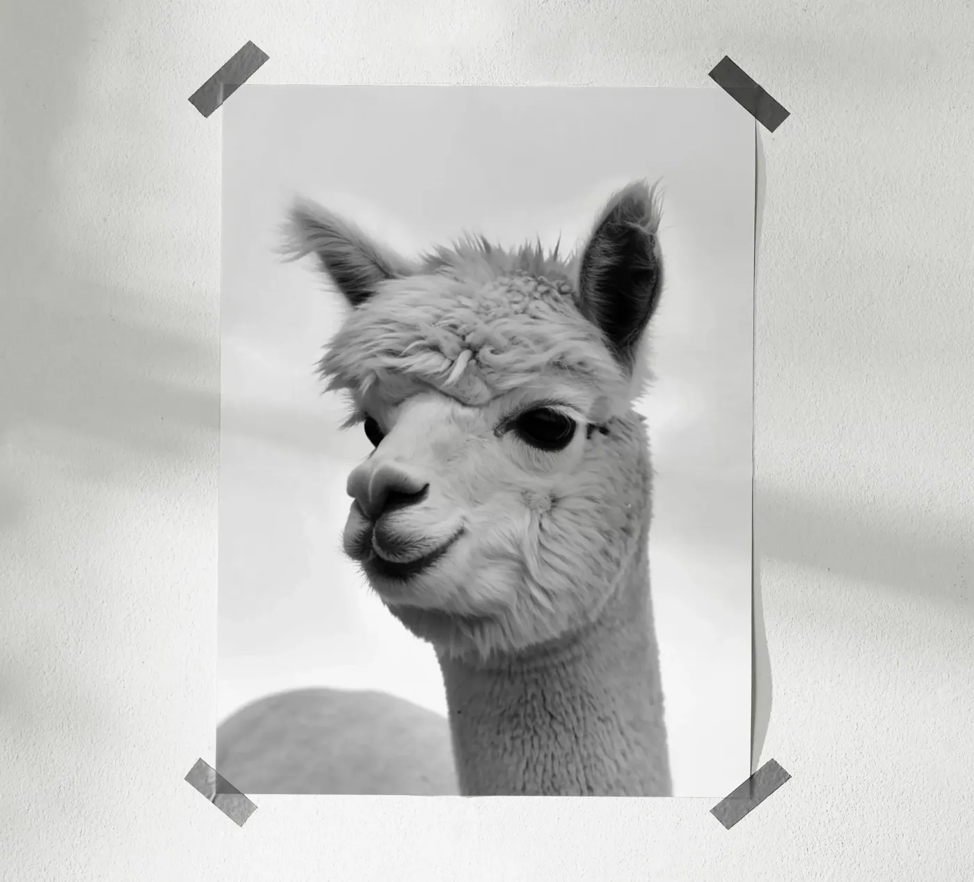 alpaca poster da PERSIE