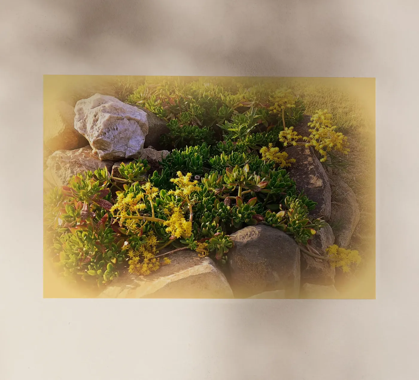 FAA19 pellicola backlit da Thierry vobmann photography