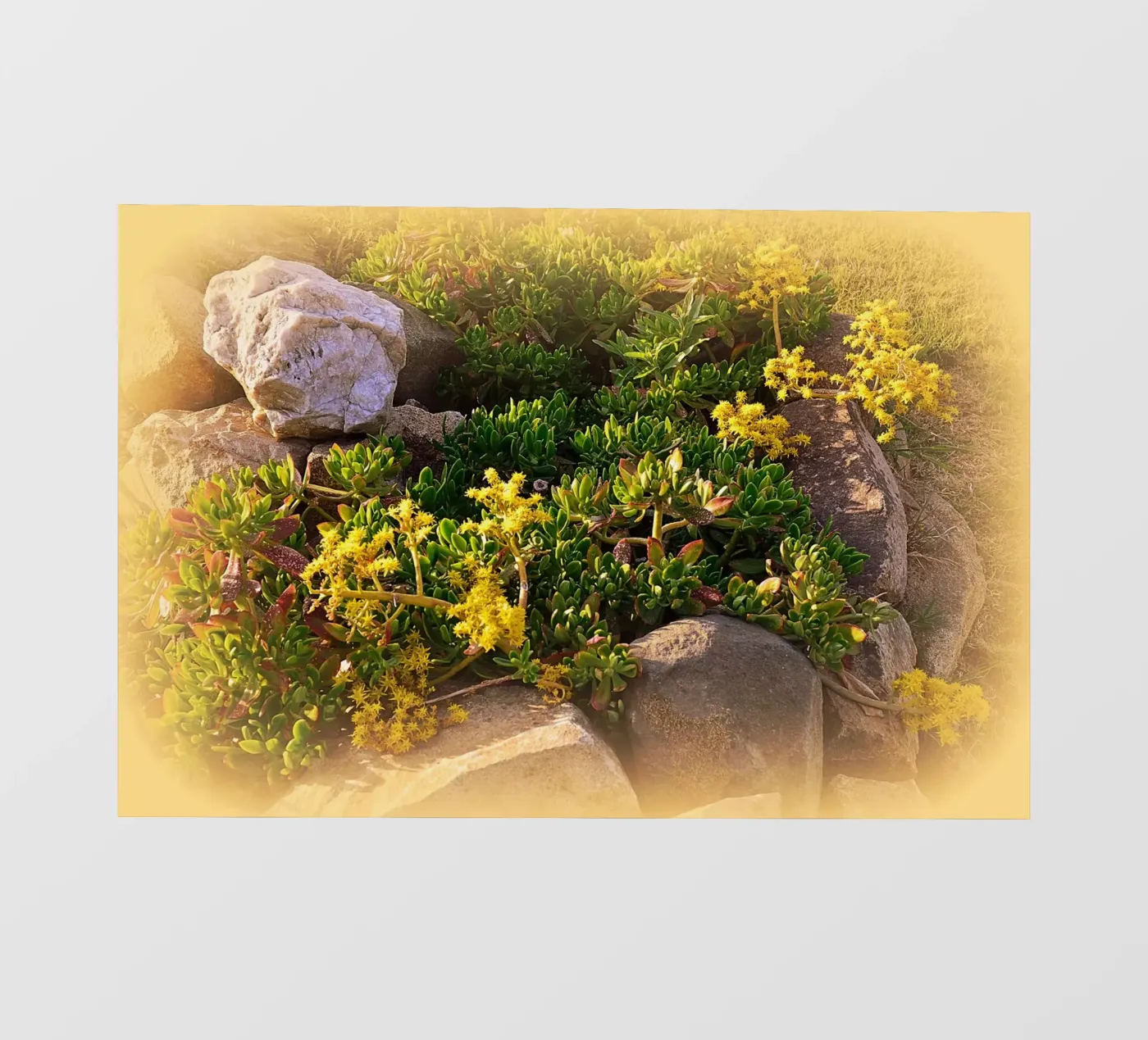 FAA19 pellicola backlit da Thierry vobmann photography