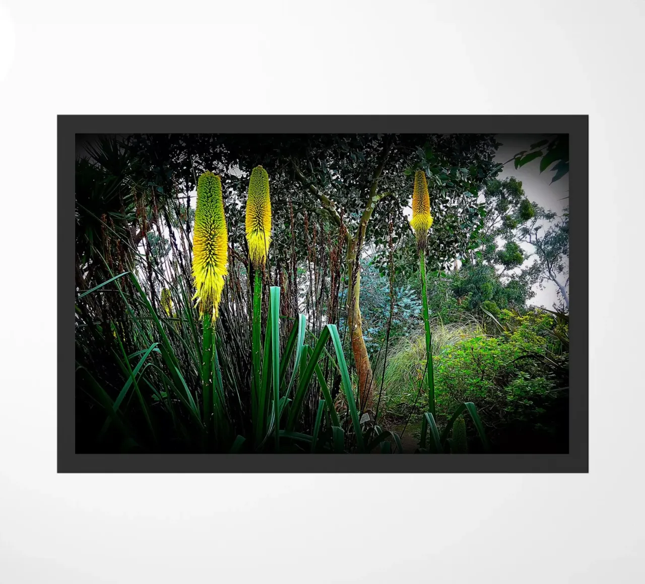 FAA24 zerbino da Thierry vobmann photography