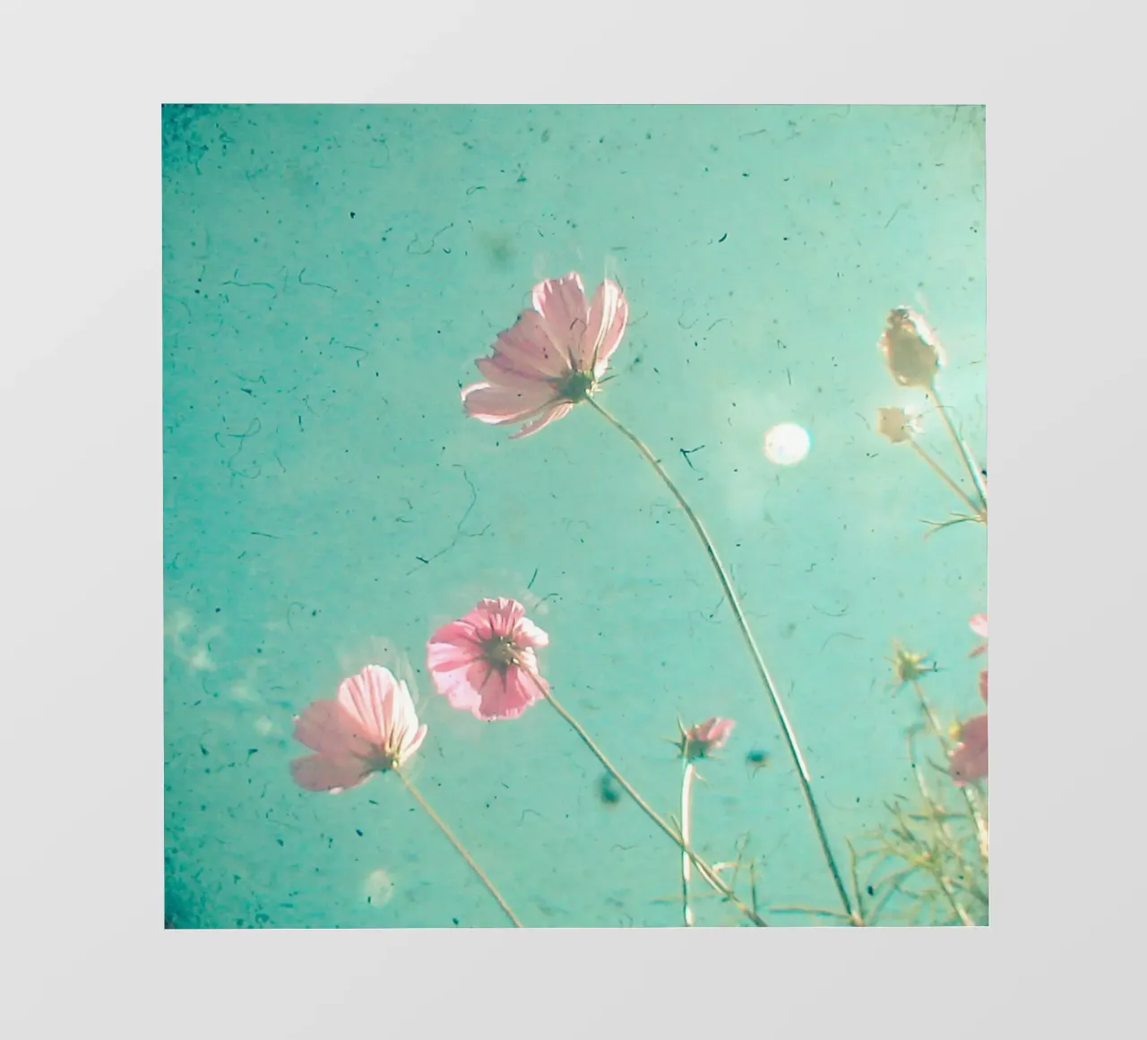 Prato pellicola backlit da Cassia Beck Photography