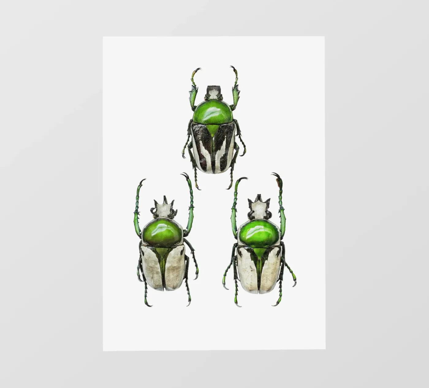 Drie groene kevers fotobehang van Curious Collections by Marielle Leenders