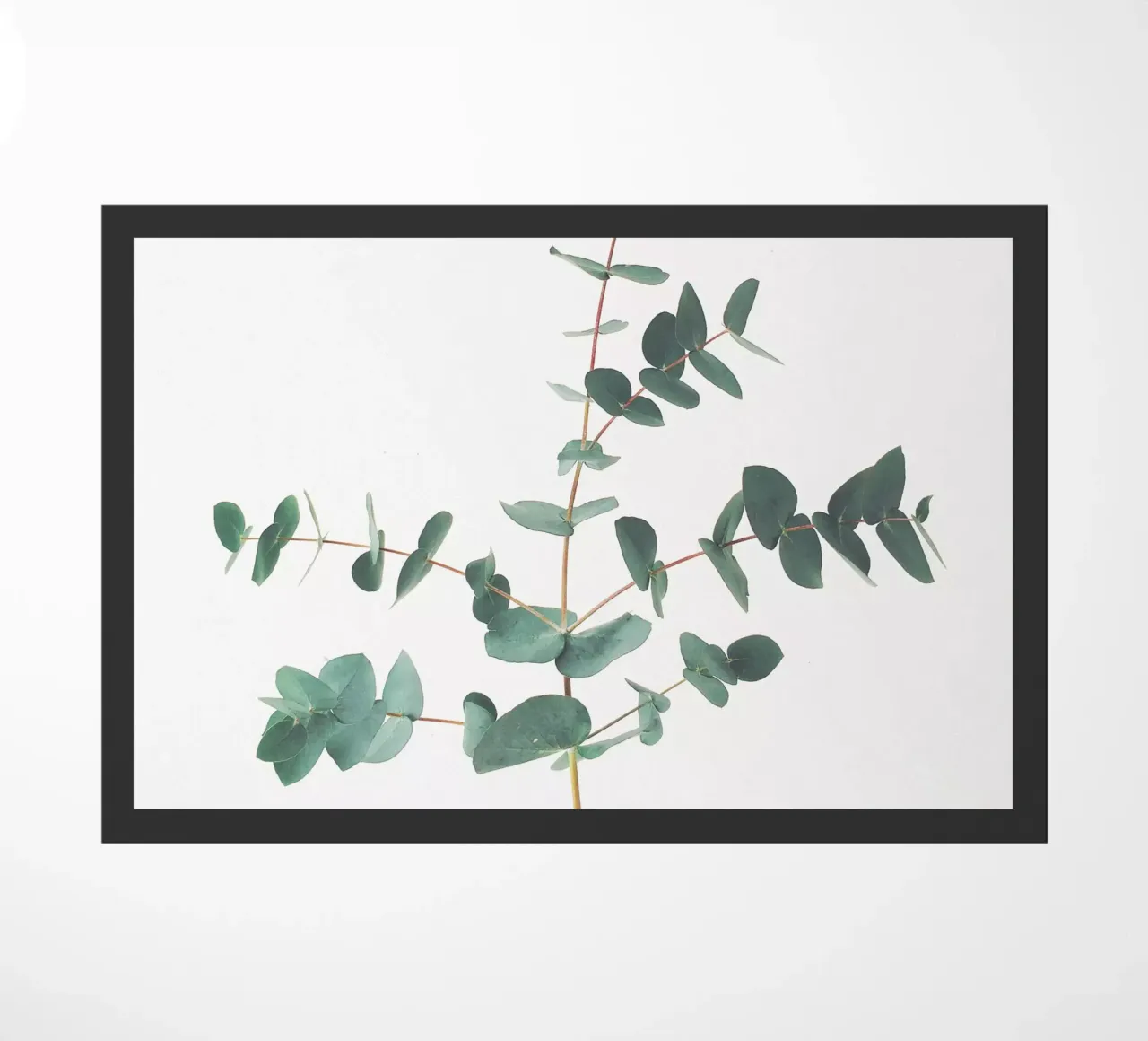 Eucalyptus zerbino da Cassia Beck Photography